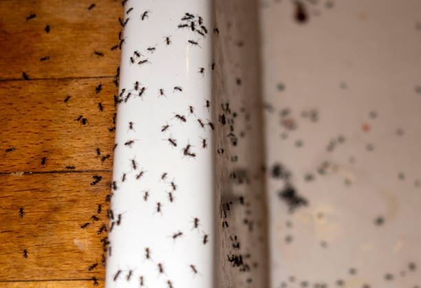 Fairmount, NY Pest Control Company